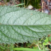 Acilepis gardneri (Thwaites) H.Rob. & Skvarla